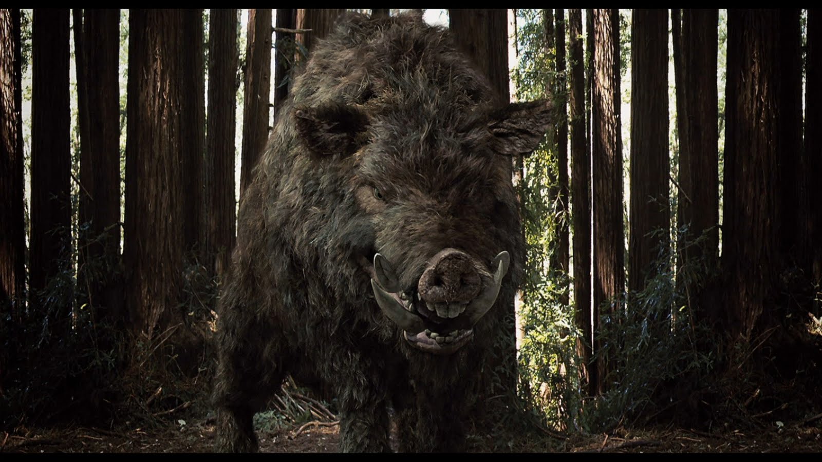 Boar